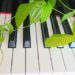 ピアノの鍵盤と緑の葉